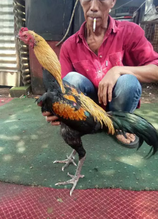 Ayam birma bangkok mathai trah raja gombel