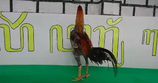 Ayam JAgo Petarung