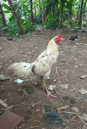 Ayam Bangkok umur 10bulanan ukuran 6