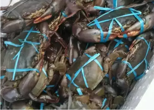 Kepiting hidup untuk jualan seafood dll