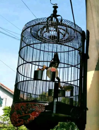 Dijual cepat Burung Anis Punglor Kembang Istimewah