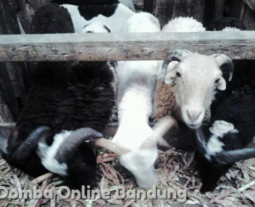Juragan Domba Bdg