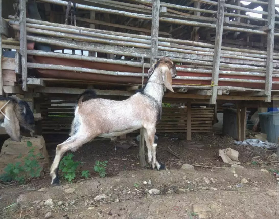Kambing aqiqah jantan kualitas bagus