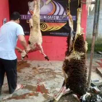 Jual domba kambing free pemotongan dan pengiriman | aqiqah