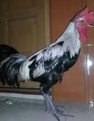 Jual sepasang ayam pelung muda siap ternak trah cucu RBT bin Gobang