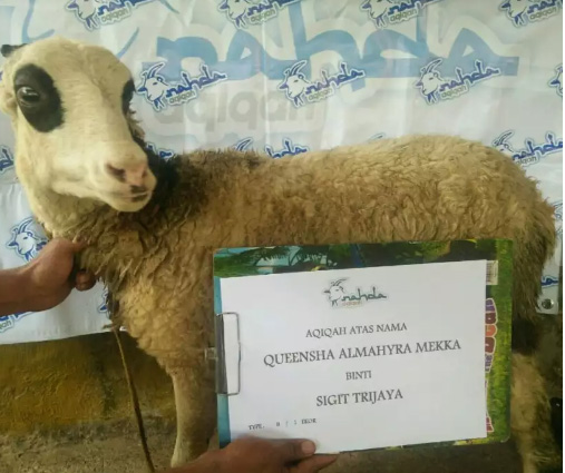 Kambing Aqiqah Rancaekek Majalaya