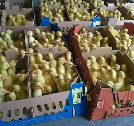 Sedia macam2 jenis bibit ayam dan itik.