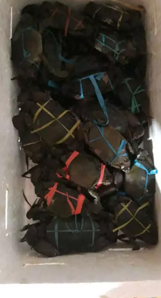 Jual kepiting bakau hidup