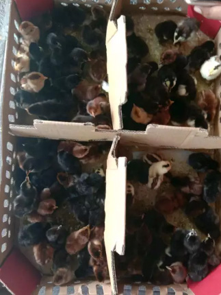 Doc ayam kampung super