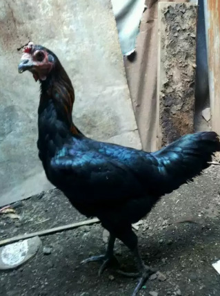 Babon Ayam Pelung Trah Bagus