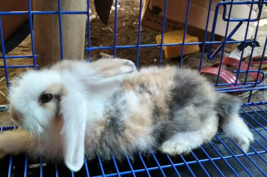 Kelinci fuzzy lop