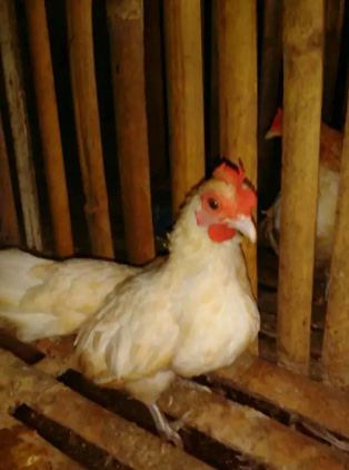 Jual ayam kate betina