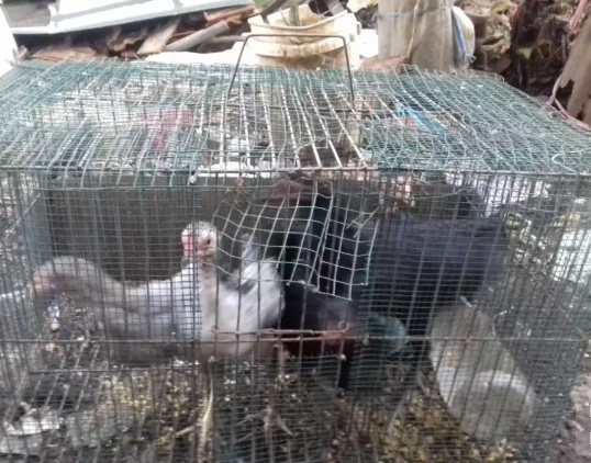 Ayam Kampung Ukuran Sedang // 5 Ekor // Siap Jd Ayam Bakar