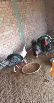 Ayam kalkun kluk kluk palembang