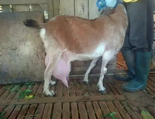 Susu kambing etawa murni