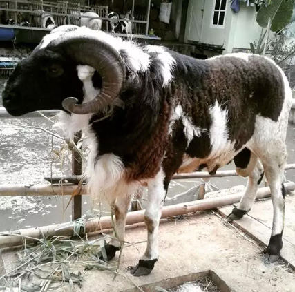 Domba Aqiqah + paket nasi box