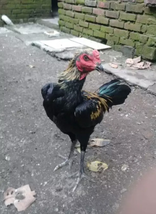 Ayam Mangon Muda