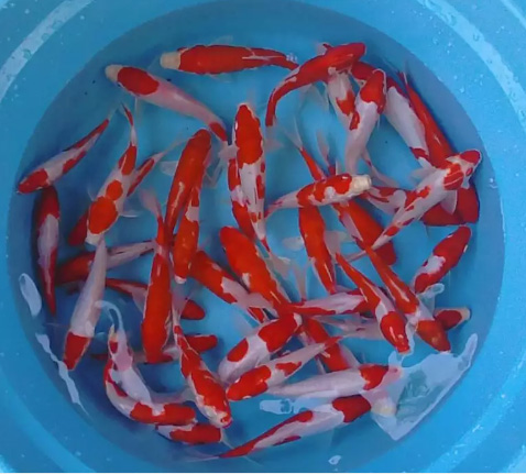 Ikan KOI Grade-A Berkualitas Paling Murah se Yogyakarta
