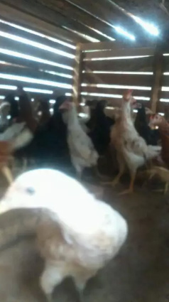 Ayam kampung super siap panen