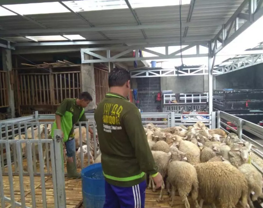 Jual Kambing Aqiqah 2019