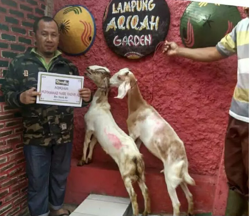 Kambing Aqiqah, Nazar, dan Katering Gratis Masak dan Antar