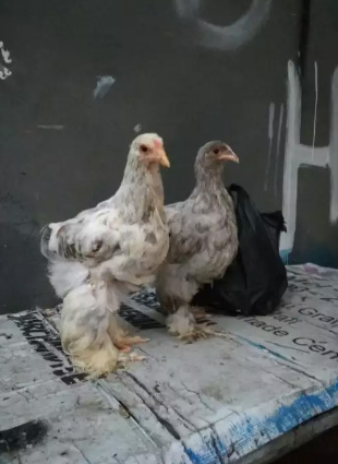 Ayam Brahma splash sepasang,u2 bulan