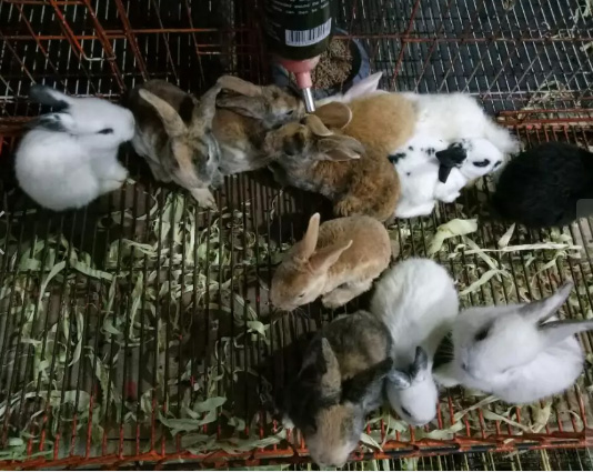 Kelinci hias anggora