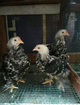 Ayam bantam cochin 3 ekor jantan semua umur 4 bulanan