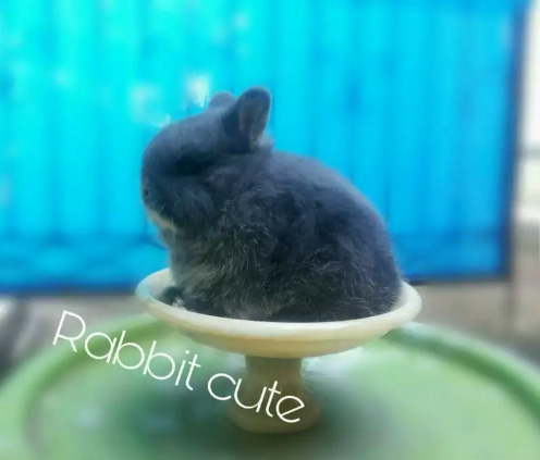 Kelinci mini / nd murah meriah tapi tidak murahan