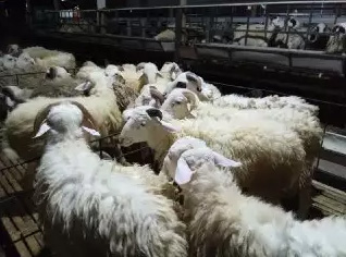 Kambing domba untuk akikah aqiqah jogja bayi lahiran promo puasa