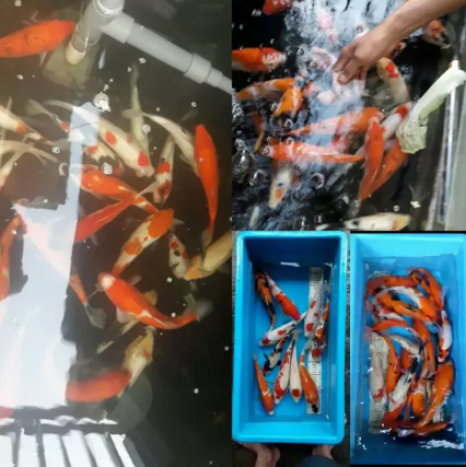 Ikan Koi Besar Terjangkau Delapan Puluh Ribu an Bebas Milih Warna