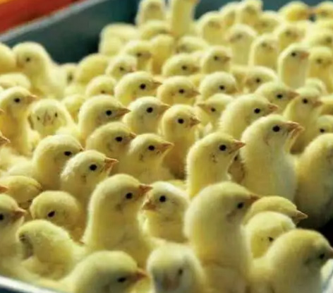 Jual DOC Ayam Jantan Perbox Isi Seratus Ekor Murah Saja