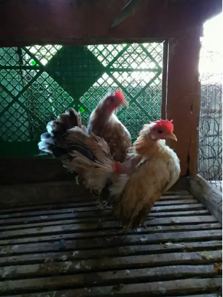 Ayam serama betina dewasa