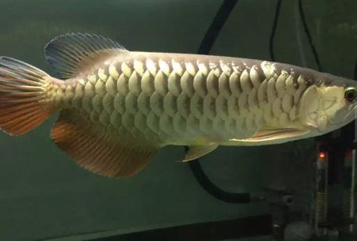 Arwana golden Red HB Arowana Golden RTG Ikan Hias Predator 48 Cm