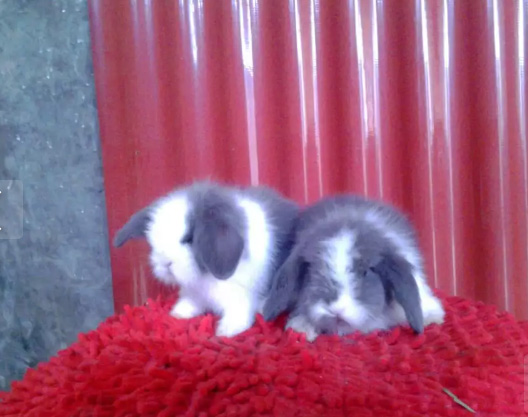 Kelinci Fuzzy Lop