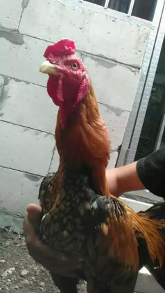 Ayam jago turun bangkok