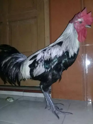 Jual sepasang ayam pelung muda siap ternak trah cucu RBT bin Gobang