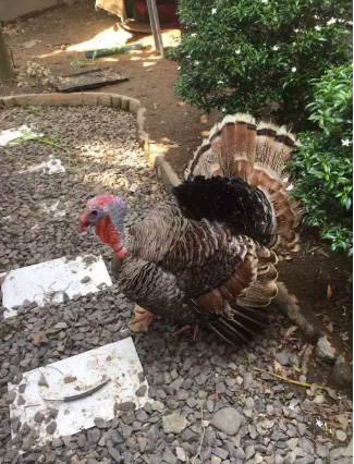 Ayam Kalkun Jantan Dewasa