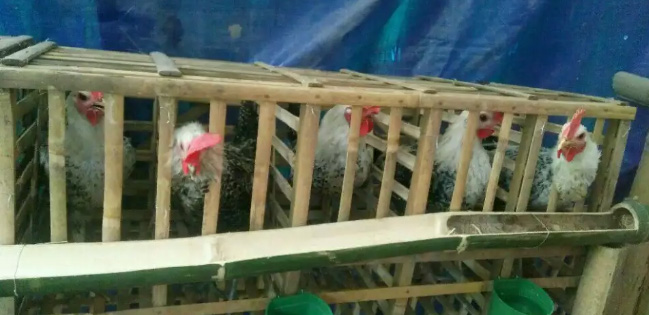 Ayam Arab,Untuk pejantan.Jago semua umur 5 bln