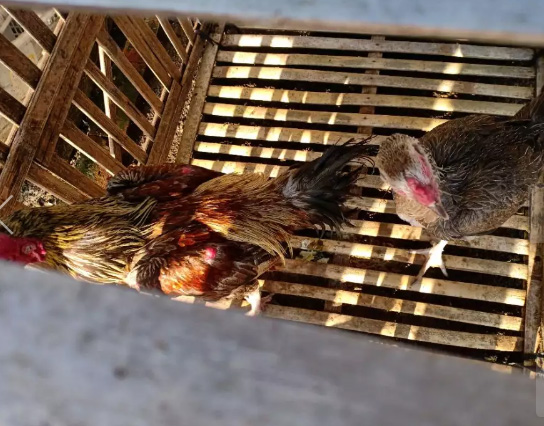 Indukan Ayam Birma Ori Kaki Ijo Kuku Item Borongan 3 Betina 1 Jantan