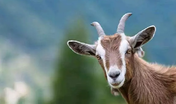 Kambing Aqiqah Murah Sesuai Syariat