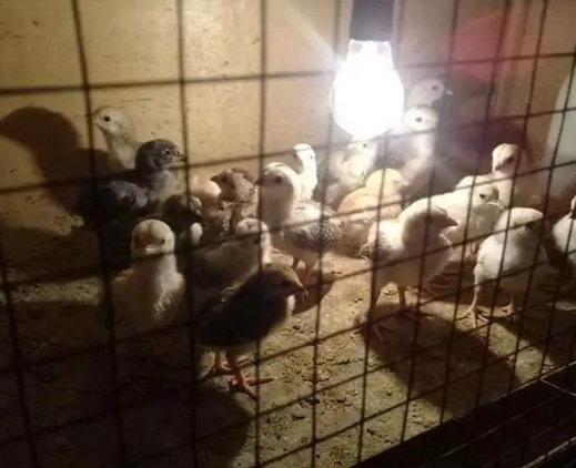 Doc Ayam Kampung Super