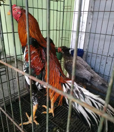 Ayam Jago PEMACEK & INDUKAN BANGKOK Ekor Lidi (1 Pasang)