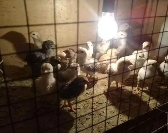 Doc Ayam Kampung Super