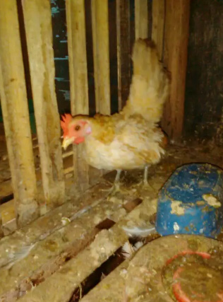 Di jual ayam kate betina