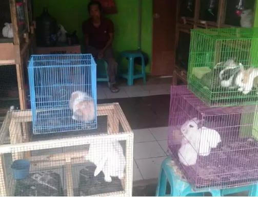 Jual kelinci kualitas terbaik harga terjangkau