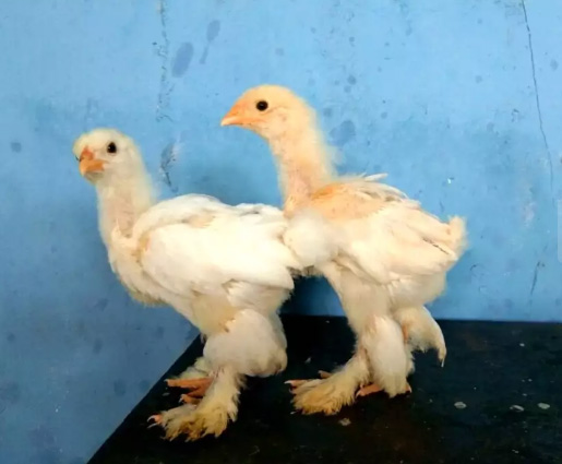 Ayam Brahma Anakan trah Jogja lokasi Jakarta