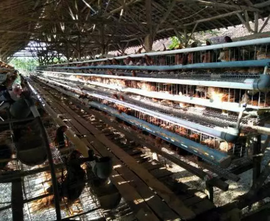 Dicari cepat pekerja kandang ayam petelur yang sudah berkeluarga