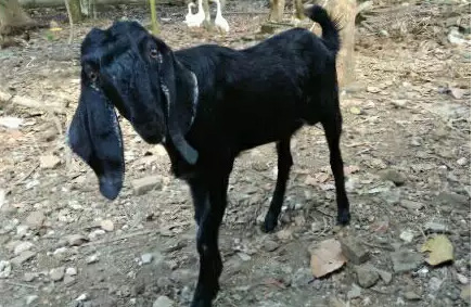 Kambing jawa qurban simepenan