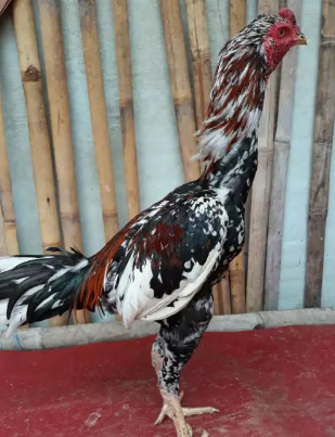 Ayam bangkok brumbun madu